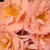 Oranžová - Záhonová ruža - floribunda - Alison 2000